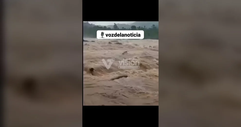 Elefante rescata a un hombre atrapado por la corriente de una inundación y provoca asombro en miles de usuarios de redes sociales.