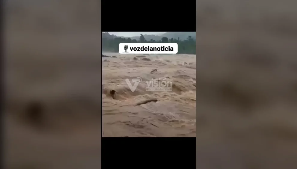 Elefante rescata a un hombre atrapado por la corriente de una inundación y provoca asombro en miles de usuarios de redes sociales.