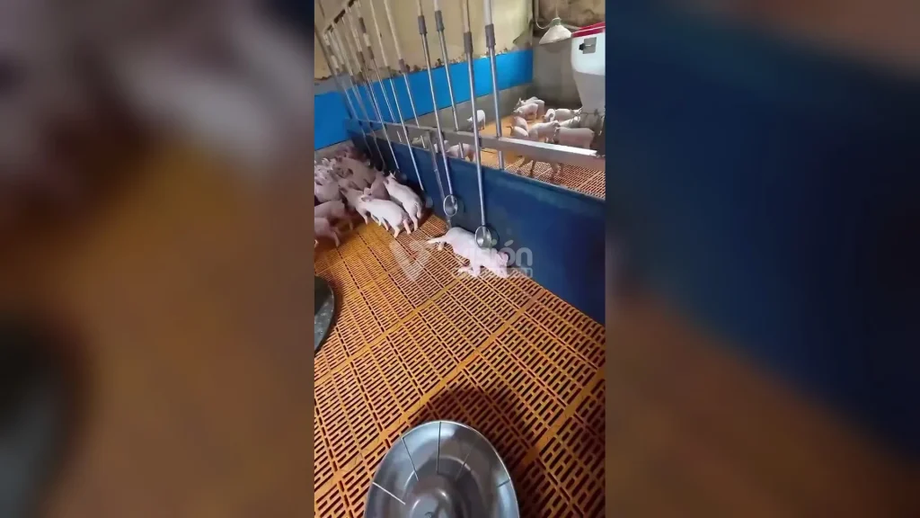 Fausto Manrique Horta alcanza 880 mil reproducciones en Facebook con un video sobre el descanso matutino en el hogar.