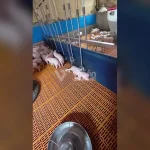 Elefante rescata a un hombre atrapado por la corriente de una inundación y provoca asombro en miles de usuarios de redes sociales.