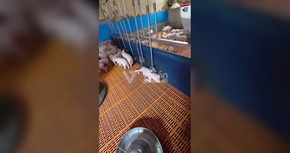 Fausto Manrique Horta alcanza 880 mil reproducciones en Facebook con un video sobre el descanso matutino en el hogar.