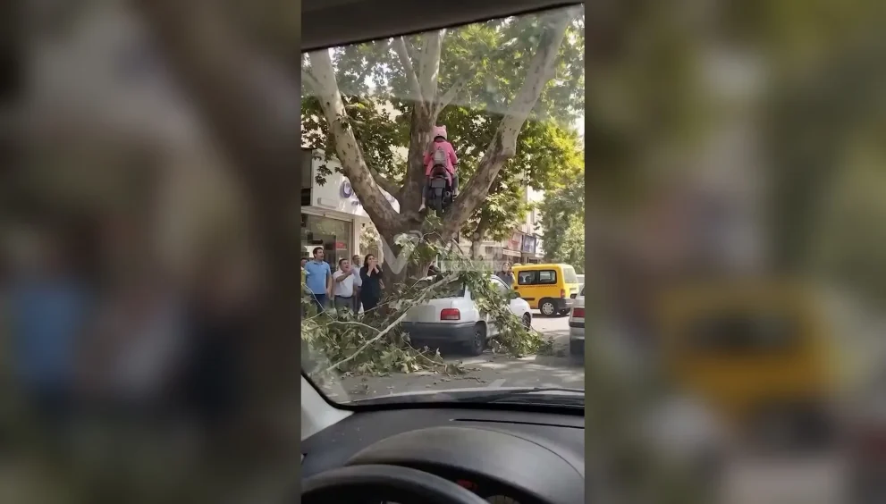 Video viral de una mujer y su motocicleta en la copa de un árbol genera intenso debate en redes sobre el uso de IA.
